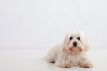 Image showing Maltese dog