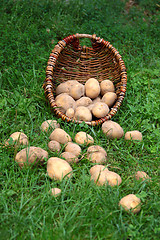 Image showing Potatoes on the grass