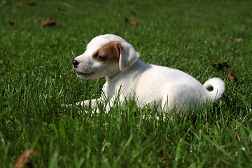 Image showing Beagle puppy