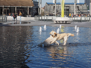 Image showing Dogs in water
