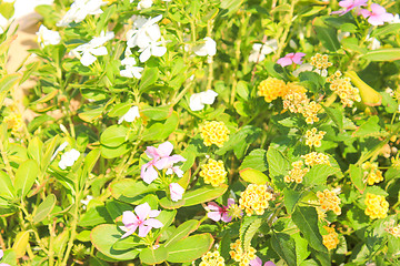 Image showing Pink Flower