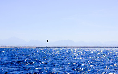 Image showing Seagull flying near the Ship.