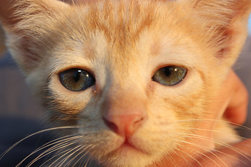 Image showing Cute domestic kitten.