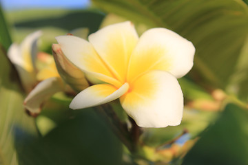 Image showing Magniolia Flowers