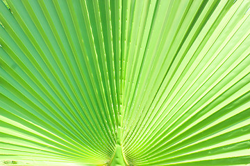 Image showing Green Leaf