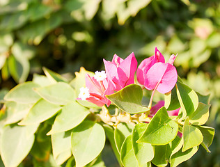 Image showing Pink Flowers