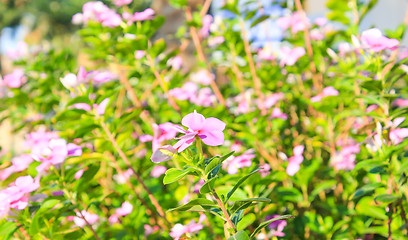 Image showing Pink Flowers