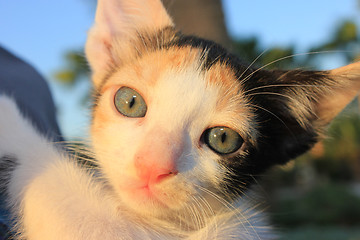 Image showing Tricolor domestic kitten. 