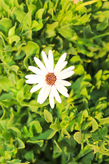 Image showing White Flowers at sun light. 