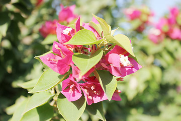 Image showing Pink Flowers