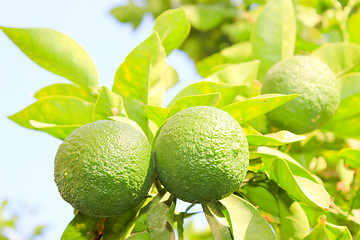 Image showing Orange garden