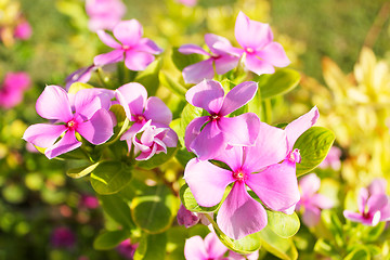 Image showing Pink flowers