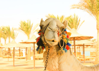 Image showing Camel\'s Head. 