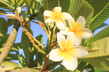 Image showing Magnolia Flowers