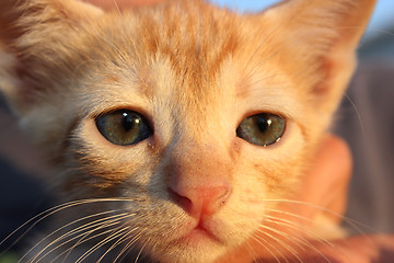 Image showing Cute domestic kitten. 