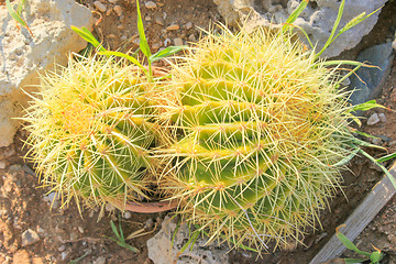 Image showing Green Cactus.