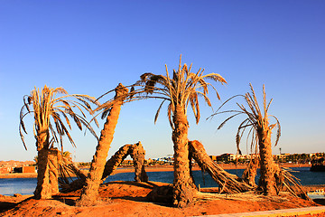 Image showing Old dead Palm Trees 