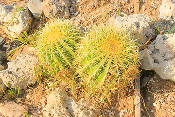 Image showing Green Cactus.