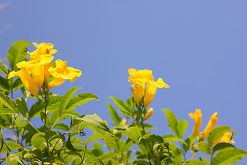 Image showing Yellow Flowers