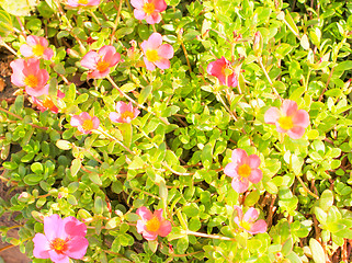 Image showing Pink Flowers