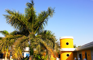 Image showing Palm  tree 