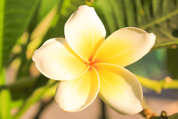 Image showing Magnolia Flower