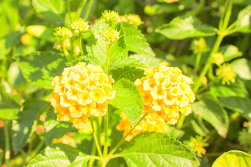 Image showing Yellow Flowers