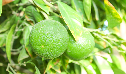 Image showing Orange tree