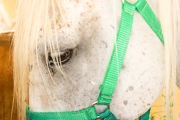 Image showing Horse eye close up