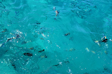 Image showing Fish swimm in the Sea