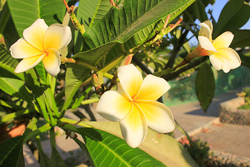 Image showing Magnolia Flowers