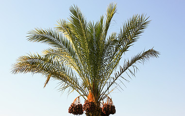 Image showing tree palm