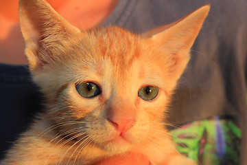 Image showing Cute domestic kitten.