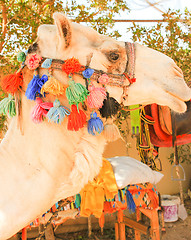 Image showing White lonely domestic Camel.