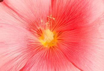 Image showing Pink Flower.