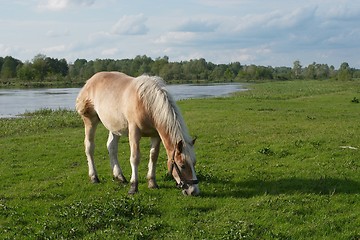 Image showing Horse on meadow