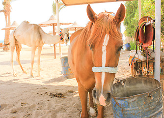 Image showing Horse and Camel