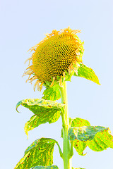 Image showing Sunflower