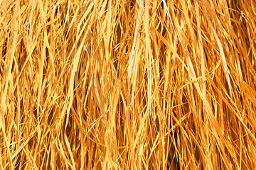 Image showing Yellow dry grass background