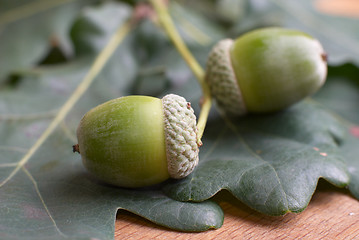 Image showing Acorns