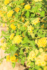 Image showing Yellow Flowers