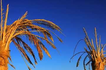 Image showing  Dry date palm