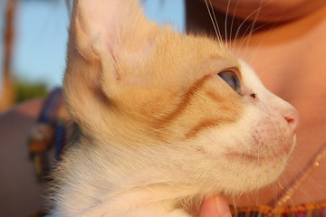 Image showing Cute domestic kitten. 
