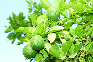 Image showing Orange tree