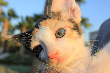 Image showing Tricolor domestic kitten.