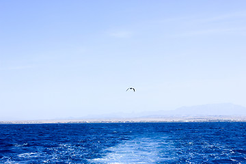 Image showing Seagull flying after the ship.