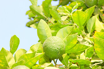 Image showing Orange garden