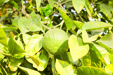 Image showing Orange tree