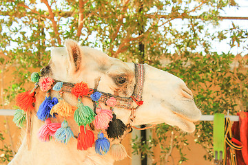 Image showing Camel\'s Head.