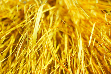 Image showing Yellow dry grass background.